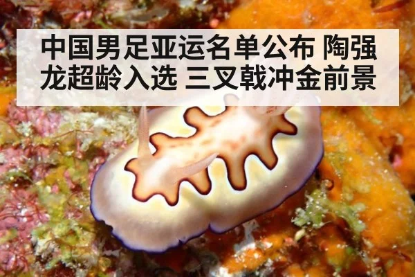 中国男足亚运名单公布 陶强龙超龄入选 三叉戟冲金前景